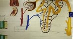 Nephron