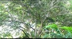 Jardim Botânico do Rio de janeiro / tucano-de-bico-preto