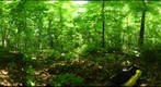 Algonquin Park - Rock Lake Uncut site - 120720 