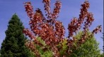 Red Maple