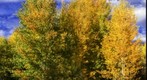 Golden Backyard