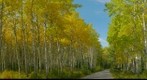 Apens in autumn, Pyramid Lake,  Jasper