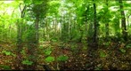 Algonquin Park - Achray Station Uncut Site - 120802