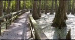 Cypress Swamp