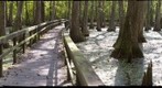 Cypress swamp