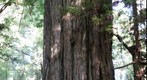 Ancient redwood tree in the Valley of the Lost Groves