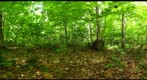 120725 Rock Lake Cut - Algonquin Park
