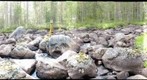 Isbergsbacken 2012