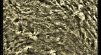 Bright and Dark Material on Vesta's Surface - with reference grid
