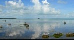 Wild Bird Sanctuary at Mile Marker 93.6 on the Overseas Highway to Key West
