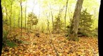 Shaw Woods - 121008