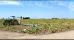 Pumpkin Patch