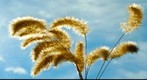 Japanese Blood Grass
