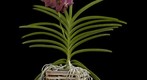 Vanda Rosemary Fuller