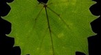 Oak Leaf Gigamacro