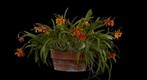 Exotic Orchids: Potinara Hoku Gem 'Freckles'