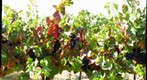 Wine Grapes