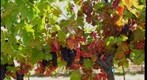 Concannon Grapes