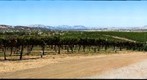 Livermore California Wine Country View