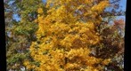 Yellow hickory (?)