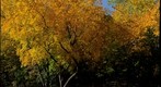 Autumn - Kansas City, MO, USA