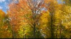 Autum leaves in High Park Toronto