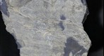 Roll Up Structures in Dolomitic Microbialaminite