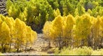 Aspen Grove