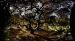 Japanese Maple Tree