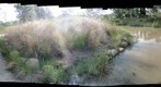 Looking for tigers at the Banksia Wetlands, O'connor