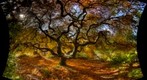 HDR Japanese Maple