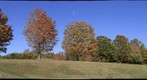 SBC first-year seminar sugar maples in October