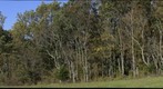 SBC first-year seminar trees in Boone-Prior in October 