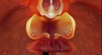 Exotic Orchid: ascda. Fuchs Sunkist 'Orange glow' FCC/AOS