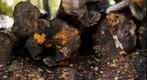 houtblokken met paddestoelen