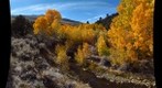 Aspen Grove