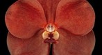 Exotic Orchid Bloom: ascda. Fuchs Sunkist 'Orange glow' FCC/AOS