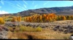 Summer Meadow above Bridgeport California