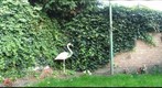 Back Garden