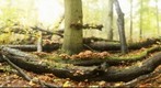 paddestoelen op boomstam_760x