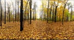 Dairy Bush GigaPan - 165 – October 24 2012 