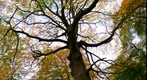 Autum Tree
