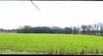 Late Fall Wheat Field