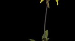 Exotic Orchid Fine Art Print: Paphiopedilum It's Doll 
