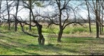 Apple Trees in Fall