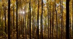 Autumn in Shenandoah
