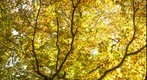 Herfstkleuren