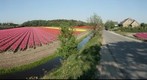 Tulip Fields Holland