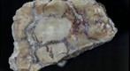 Coprolite? 