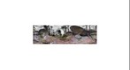 Nexus 10 Photo Sphere demo